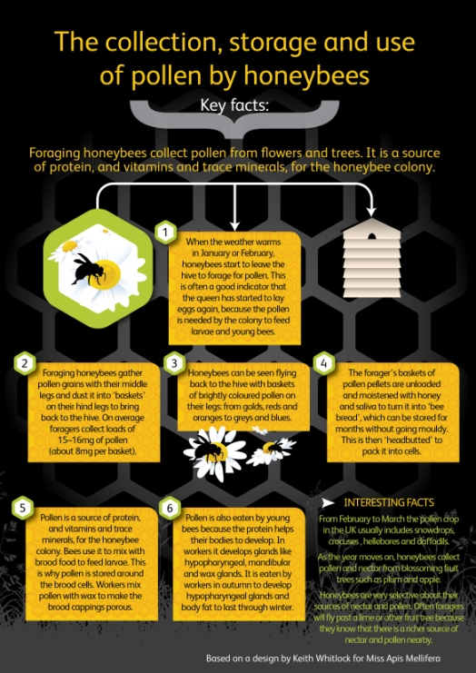 pollen-collection-infographic