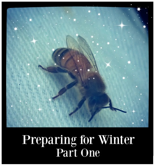 Preparing Hives for Winter