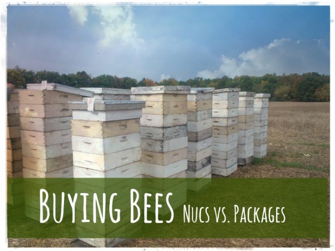 buying bees nucs vs packages
